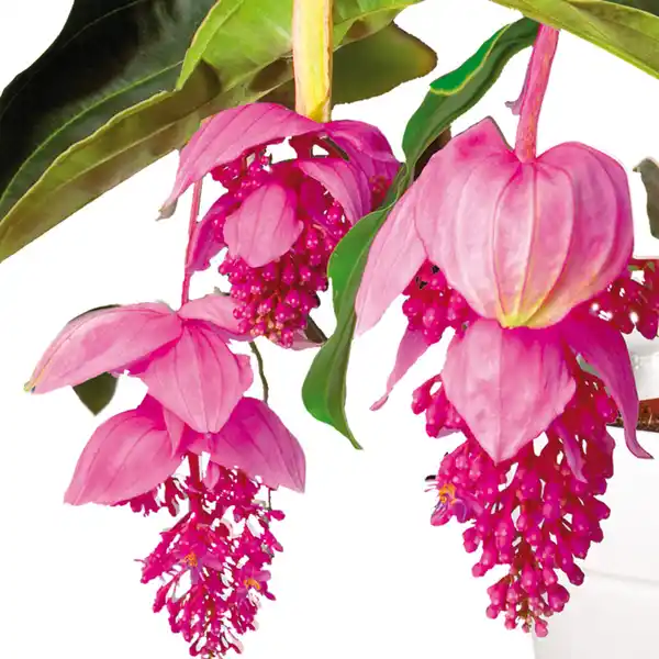 Bild 4 von Medinilla magnifica