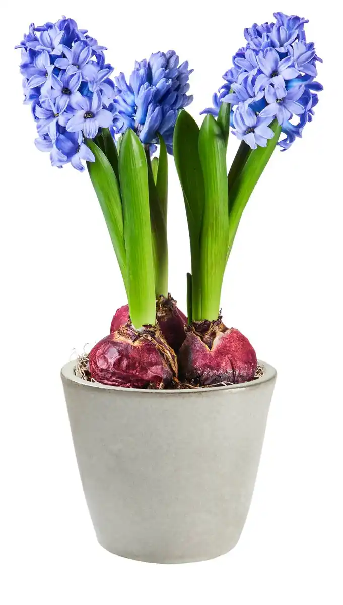 Bild 2 von Zwiebelpflanzen