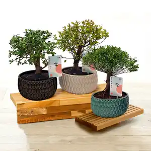 Bonsai in der Schale