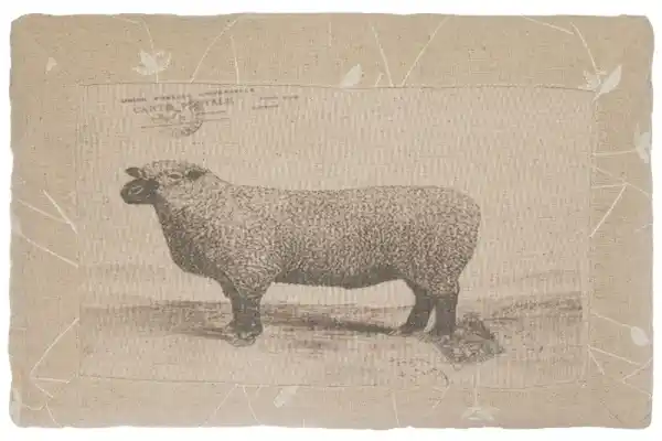 Bild 1 von Kissen "Sheep", rechteckig