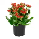 Bild 2 von GARDENLINE Kalanchoe