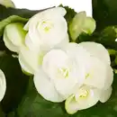 Bild 3 von Gartenkrone Begonie Begonia Elatior-Hybriden