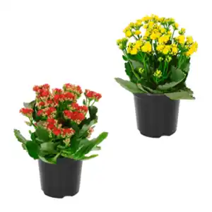 GARDENLINE Kalanchoe