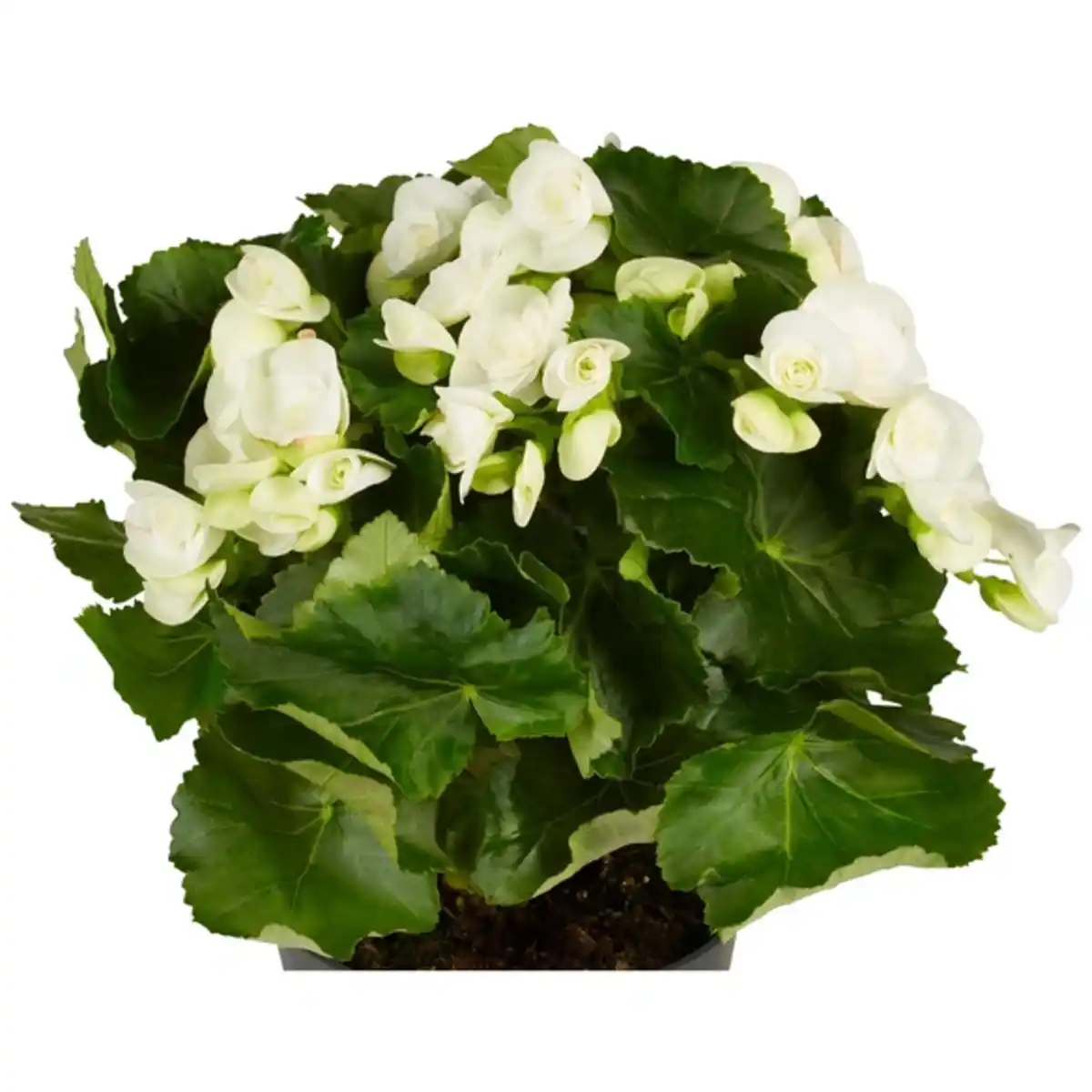 Bild 4 von Gartenkrone Begonie Begonia Elatior-Hybriden