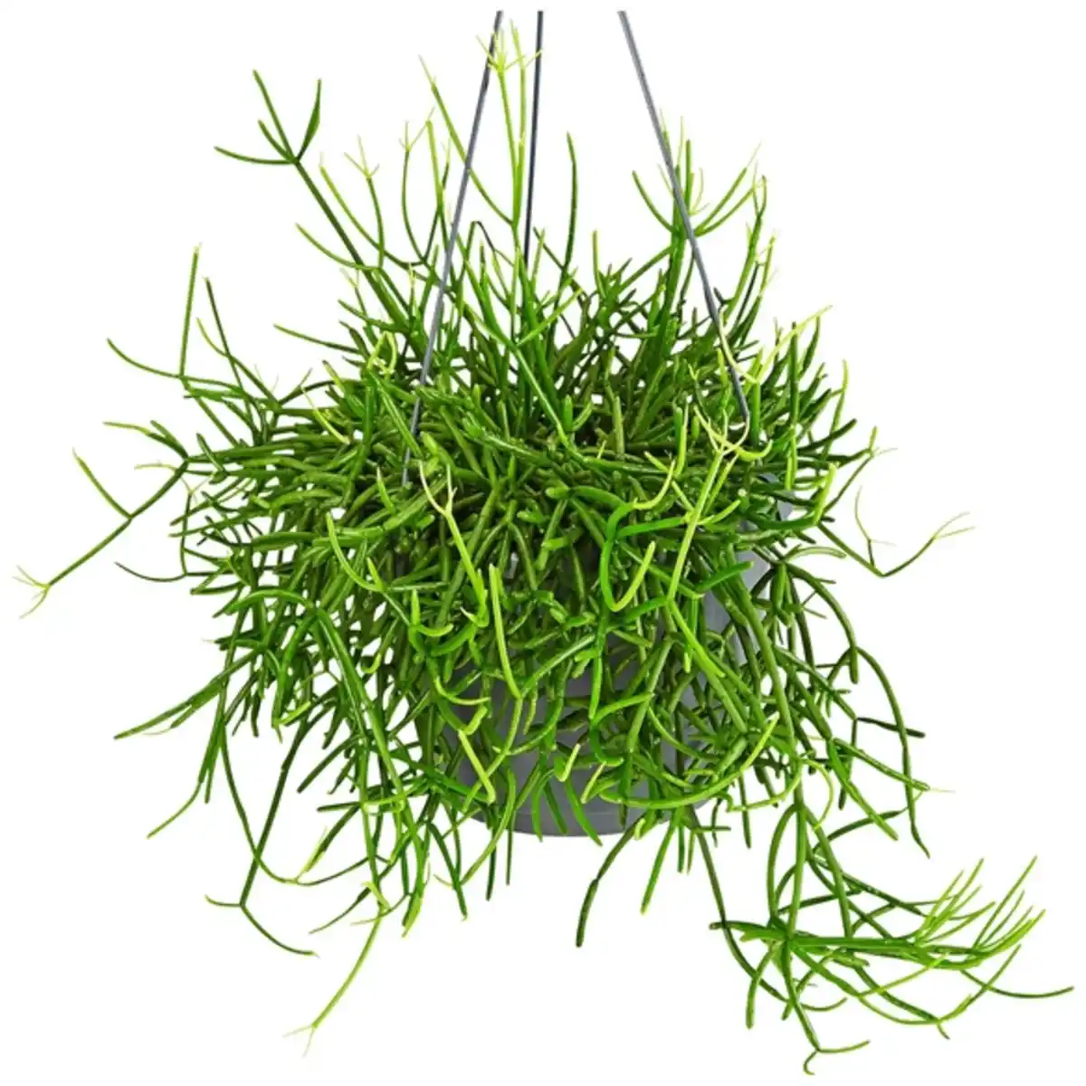 Bild 4 von Gartenkrone Grünpflanzenampel-Mix