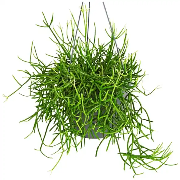 Bild 4 von Gartenkrone Grünpflanzenampel-Mix