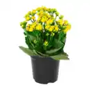 Bild 3 von GARDENLINE Kalanchoe