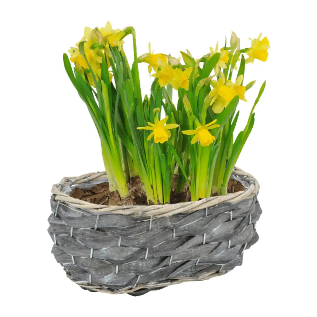 Bild 2 von GARDENLINE Blumenzwiebeln im Gefäß