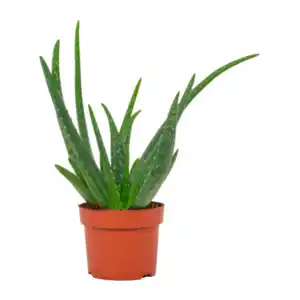 GARDENLINE Aloe vera