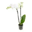 Bild 2 von GARDENLINE Orchidee (Phalaenopsis)