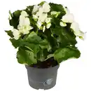 Bild 1 von Gartenkrone Begonie Begonia Elatior-Hybriden