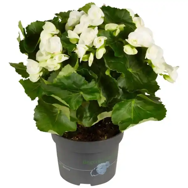 Bild 1 von Gartenkrone Begonie Begonia Elatior-Hybriden