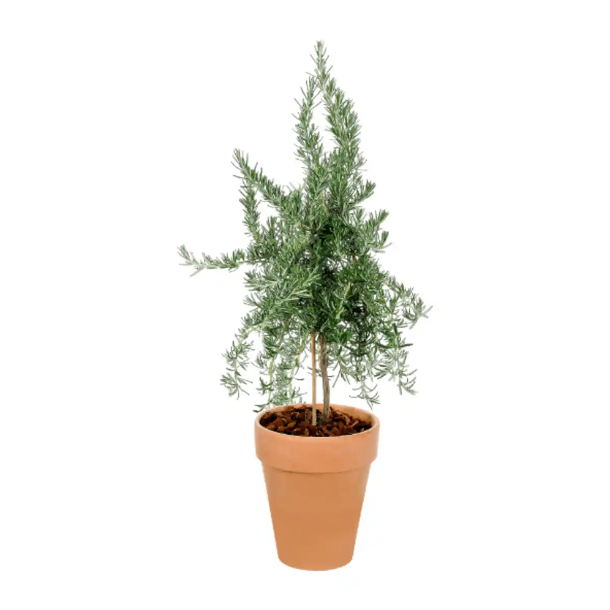 Bild 3 von GARDENLINE Gewürzstämmchen