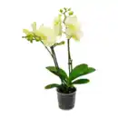 Bild 4 von GARDENLINE Orchidee (Phalaenopsis)