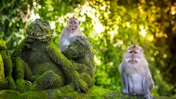 Bild 1 von Rundreisen Indonesien: Bali für Einsteiger