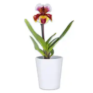 Orchidee Frauenschuh "Paphiopedilum"