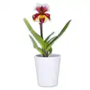 Bild 1 von Orchidee Frauenschuh "Paphiopedilum"