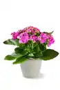 Bild 2 von Kalanchoe