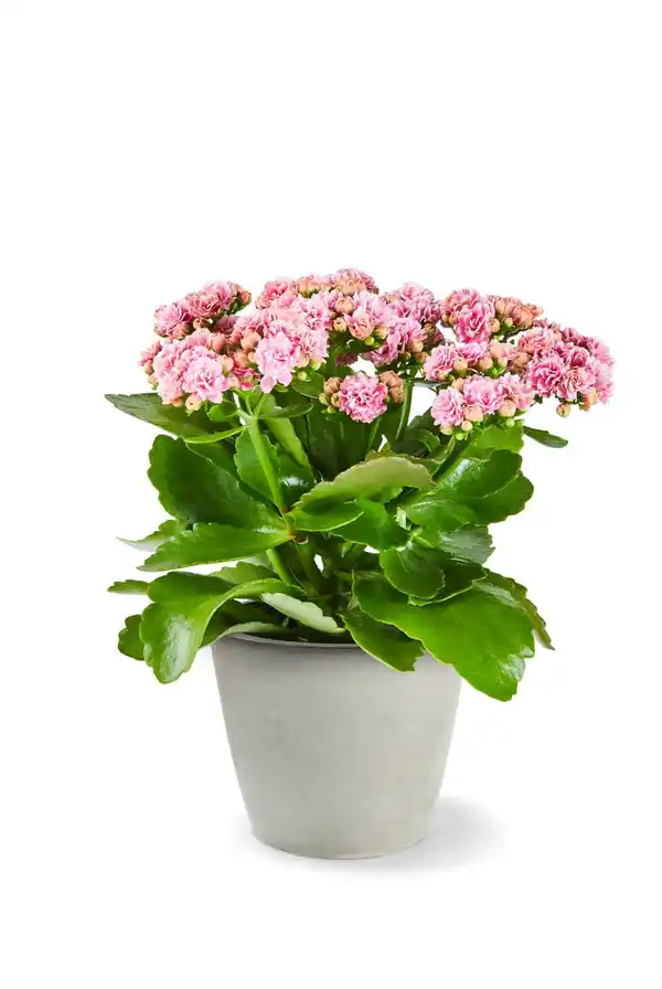 Bild 1 von Kalanchoe