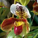 Bild 2 von Orchidee Frauenschuh "Paphiopedilum"