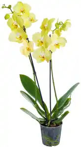 Orchidee