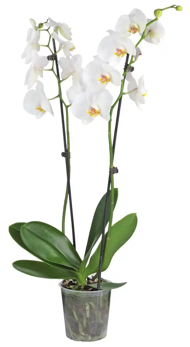 Bild 2 von Orchidee