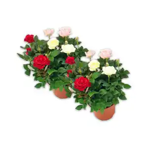 Topfrosen Trio Maxima Dolc'Amore®