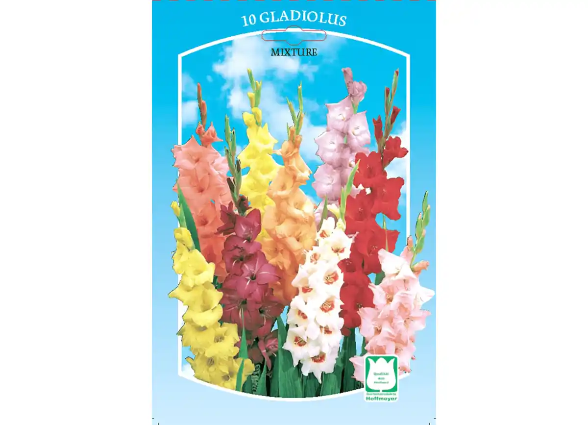 Bild 1 von Frühjahrs Blumenzwiebeln Kleinpackungen z.B. 10 St. Gladiolen