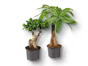 Ficus Ginseng/Pachira