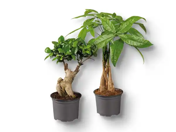 Bild 1 von Ficus Ginseng/Pachira