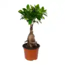 Bild 2 von GARDENLINE Ficus Ginseng / Pachira