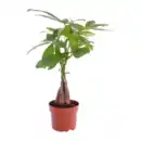 Bild 3 von GARDENLINE Ficus Ginseng / Pachira