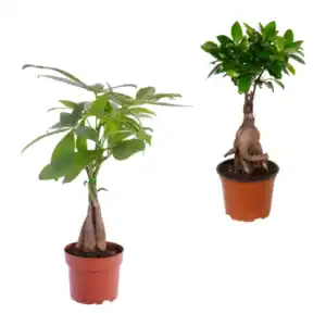 GARDENLINE Ficus Ginseng / Pachira