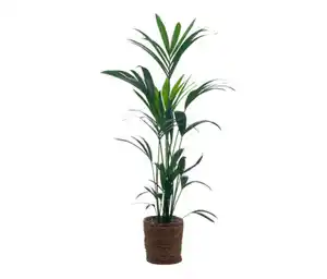 Zimmerpflanze »Areca-Palme« mit Topf