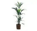 Bild 1 von Zimmerpflanze »Areca-Palme« mit Topf