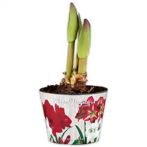 Amaryllis