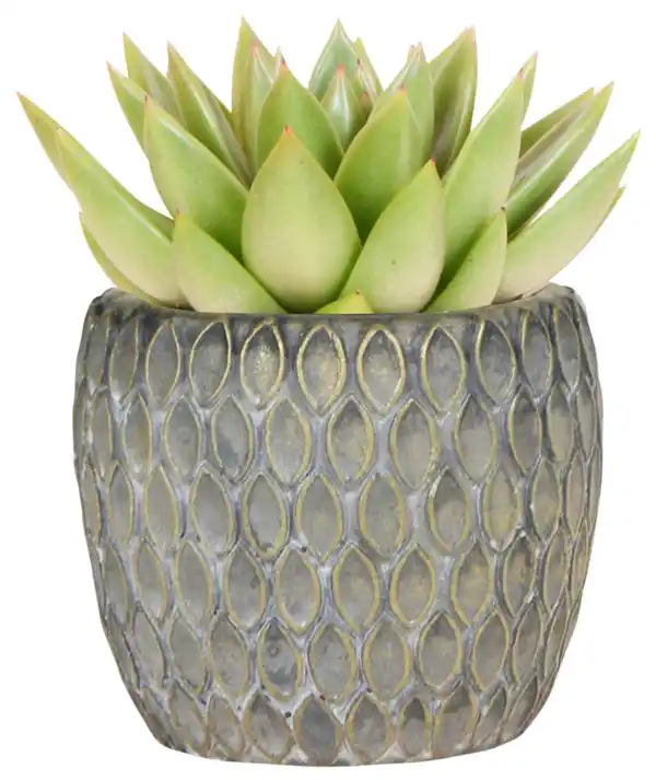 Bild 2 von Grünpflanze