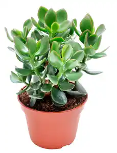 Crassula im 12 cm Topf