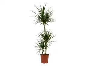 Dracaena Marginata Drachenbaum