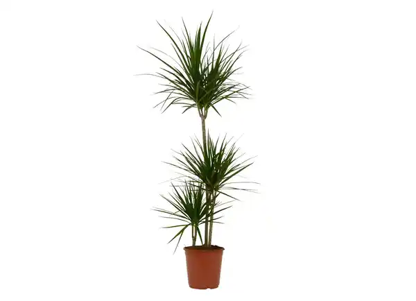 Bild 1 von Dracaena Marginata Drachenbaum