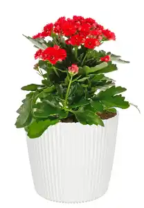 Kalanchoe rot oder weiß