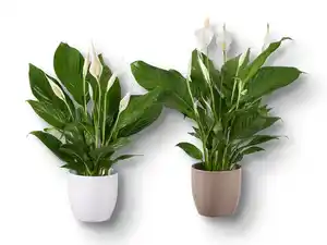 Spathiphyllum in Keramik