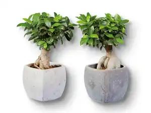 Ficus Ginseng in Viereck-Keramik