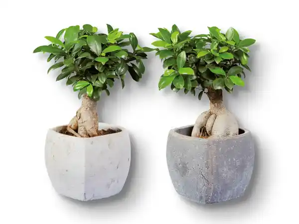 Bild 1 von Ficus Ginseng in Viereck-Keramik