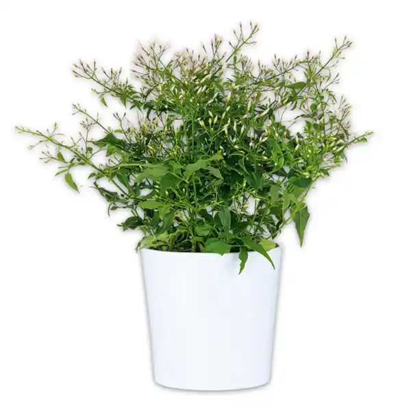 Bild 1 von Duft-Jasminum Polyanthum