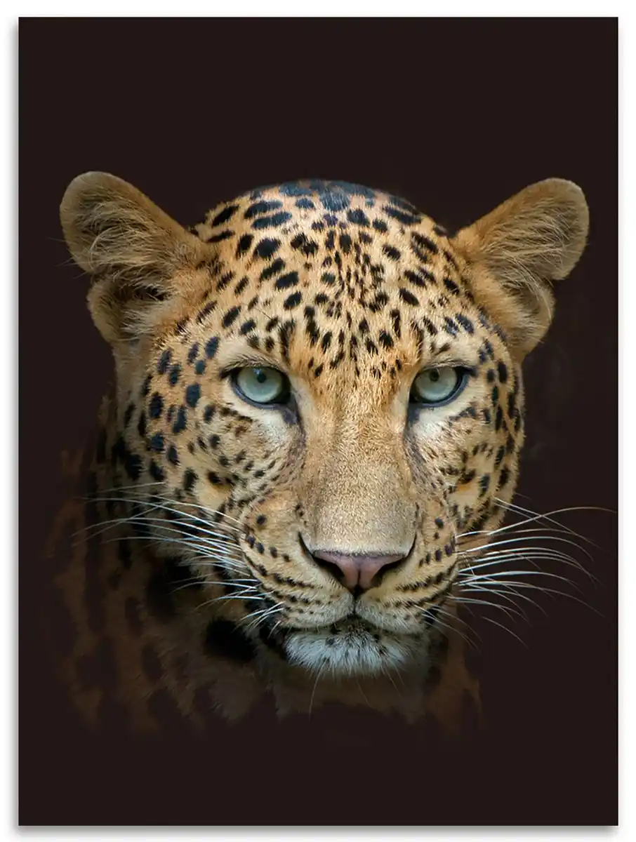 Bild 1 von Flanell Wohndecke Leopard