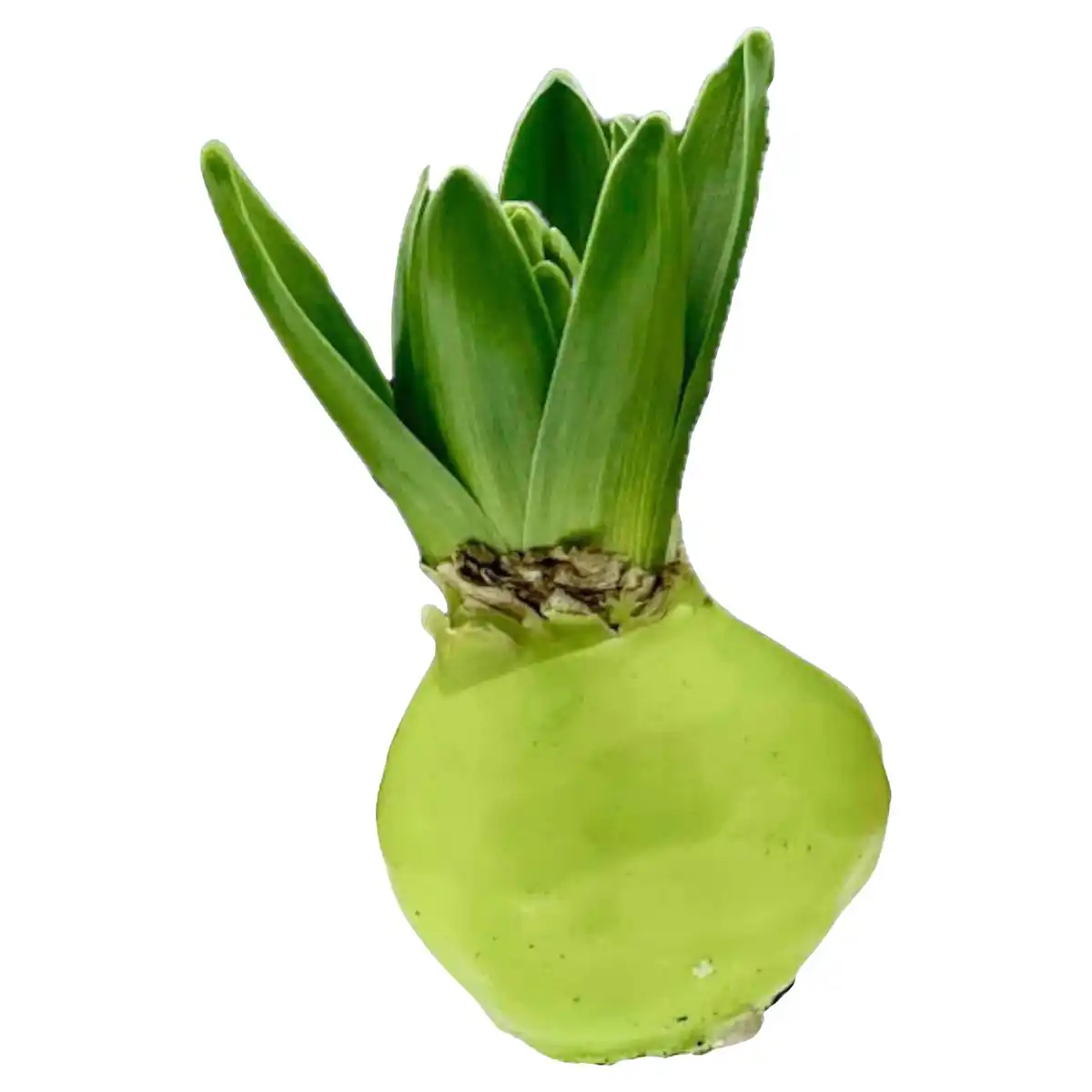 Bild 1 von GARDENLINE Gewachste Hyazinthe