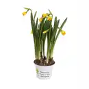 Bild 2 von Alpenveilchen-Narzisse "Tete a Tete" versch. Farben Topf-Ø ca. 9 cm Narcissus