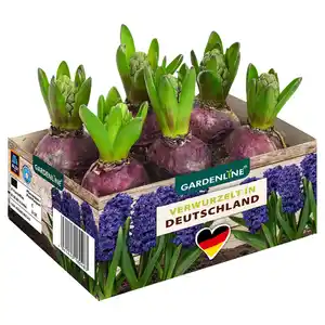 GARDENLINE Frühlingszwiebeln