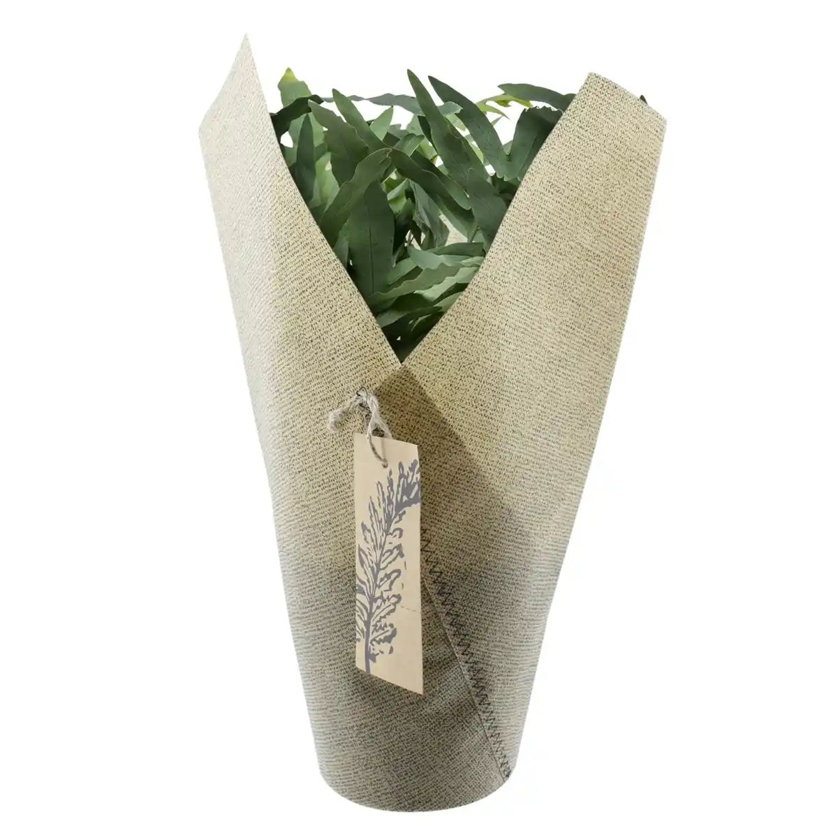 Bild 1 von GARDENLINE Grünpflanze Goldtüpfelfarn